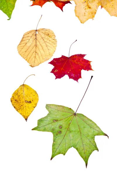 Arce de álamo de abedul caduco y muchas hojas de otoño — Foto de Stock