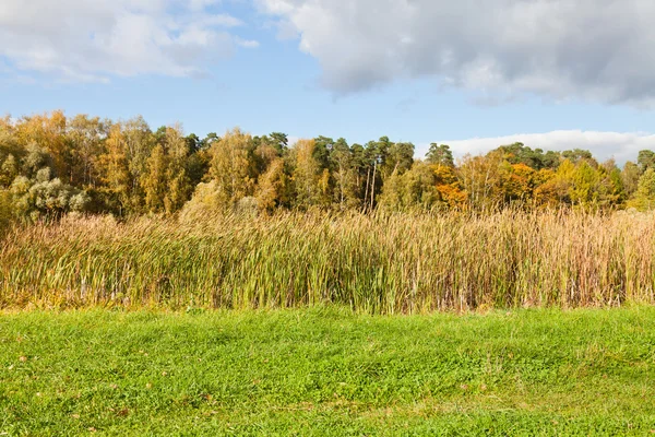 Paysage d'automne avec forêt et prairie de ruée — Photo