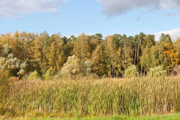 秋季风景与森林和繁忙的植物 — 图库照片