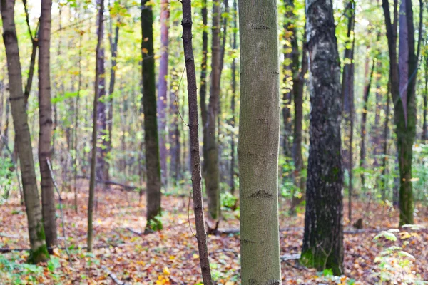 Pni brzozy i osiki w jesień las — Zdjęcie stockowe