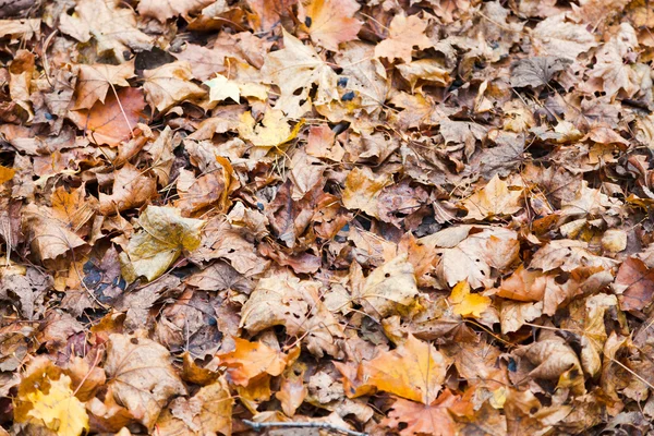 Kahverengi kırmızı turuncu maple leaf çöp — Stok fotoğraf