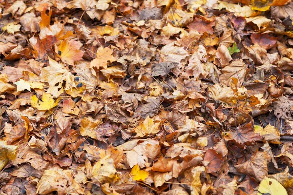 Yellow red orange maple leaf litter — Stock Photo, Image