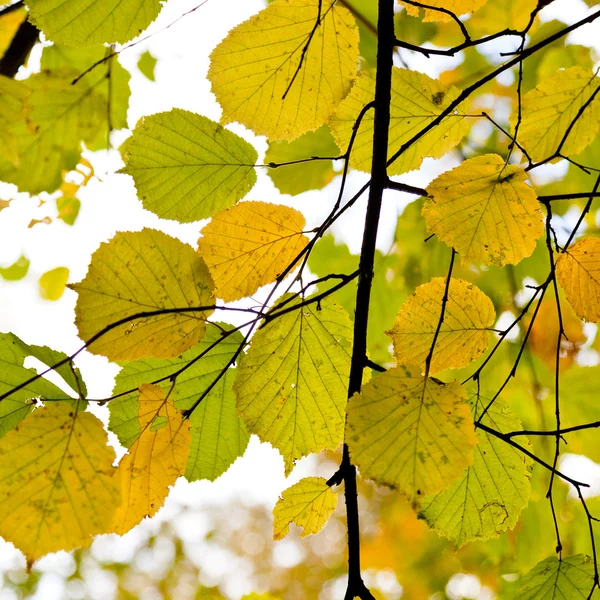 黄色绿色秋叶密切起来 — 图库照片