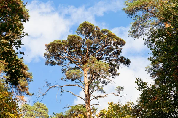 Pinheiro alto sob céu azul no outono — Fotografia de Stock