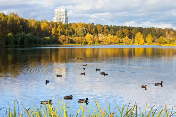 Ducks in urban lake in autumn — Stock Photo, Image