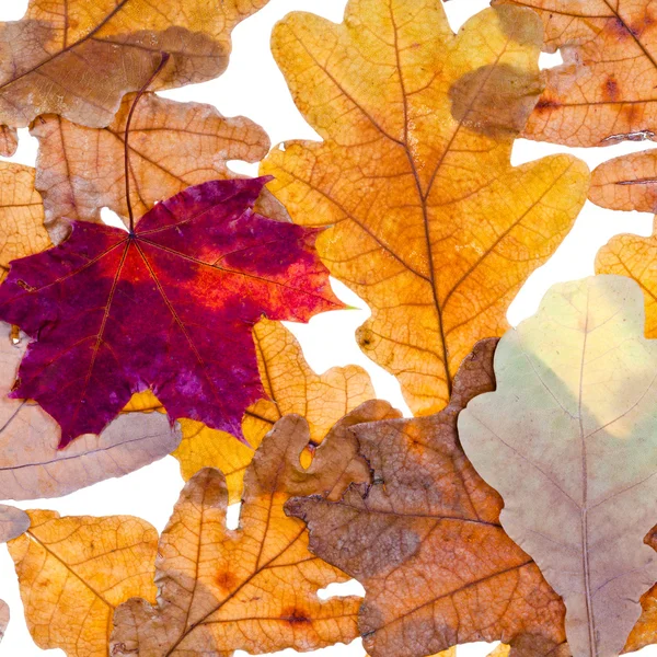 Gedroogde herfst ahorn en eiken bladeren — Stockfoto
