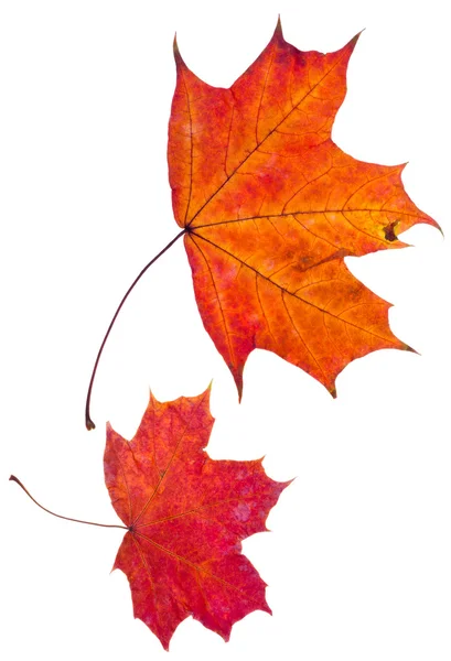 Two autumn red maple leaves — Stock Photo, Image