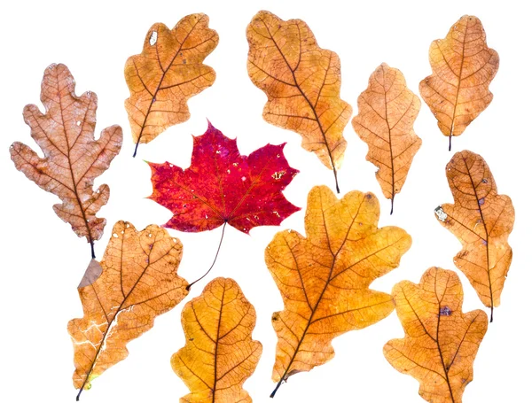 Herbst-Ahornblatt umgeben von Eichenblättern — Stockfoto