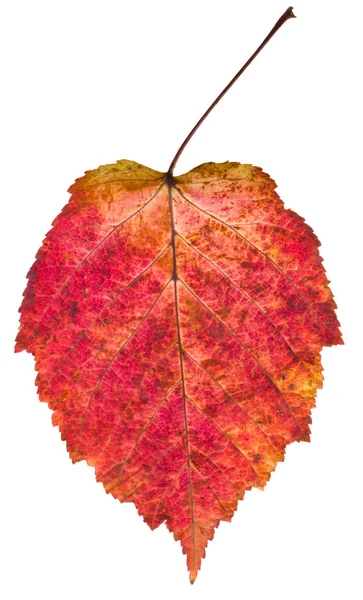 Autumn red aspen leaf — Stock Photo, Image