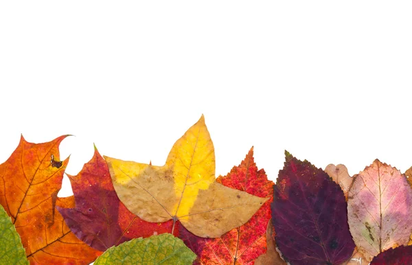 One side frame from motley autumn leaves — Stock Photo, Image