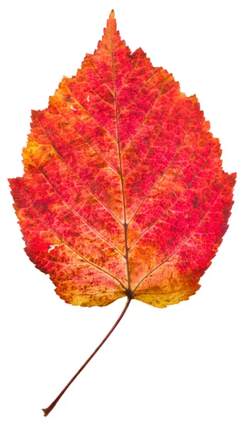 One autumn red aspen leaf — Stock Photo, Image