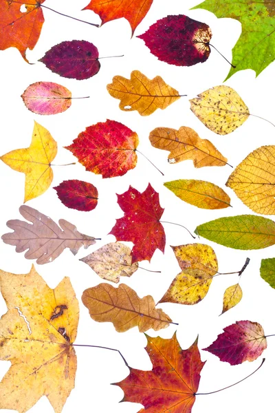 Many deciduous autumn leaves — Stock Photo, Image