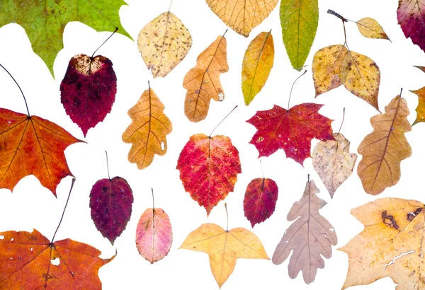 Leaf fall from autumn leaves — Stock Photo, Image