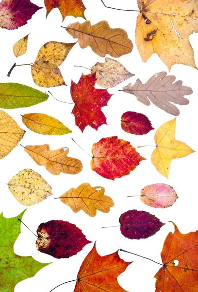 Wiele luźnych liści jesienią — Zdjęcie stockowe