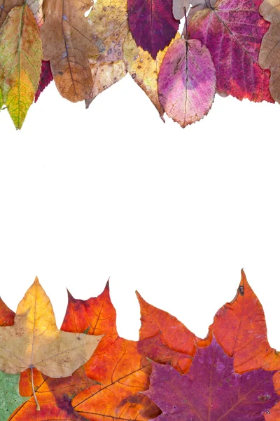 Dvě boční rám od pestrý podzimní listí — Stock fotografie
