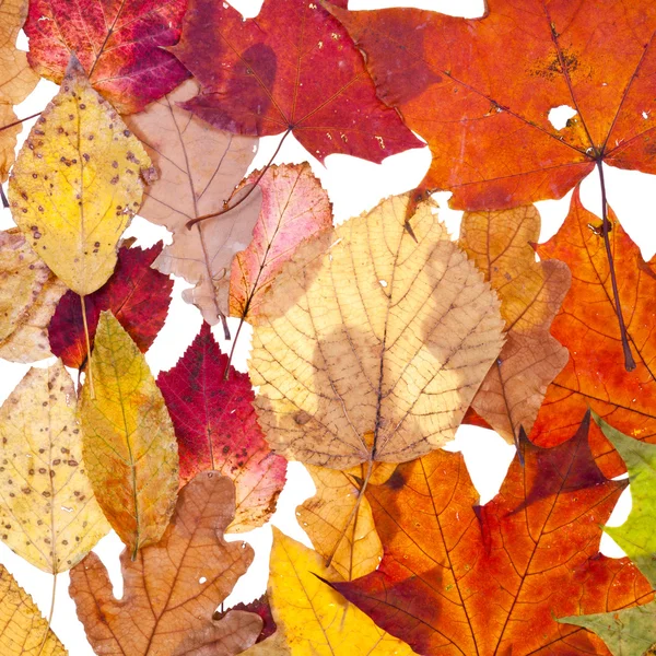 Wiele liści jesienią — Zdjęcie stockowe