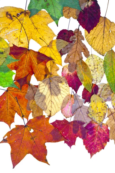 Muchas hojas abscisas —  Fotos de Stock