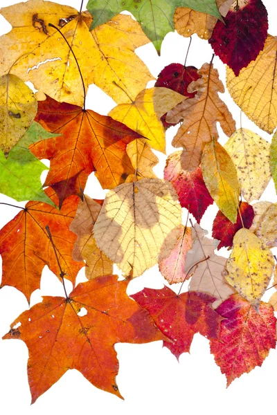 Veel gedroogd Herfstbladeren — Stockfoto