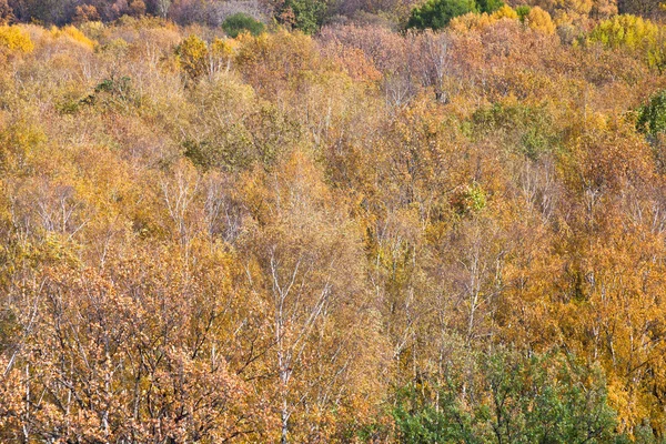 Yellow fallen trees in autumn forest — Stock Photo, Image