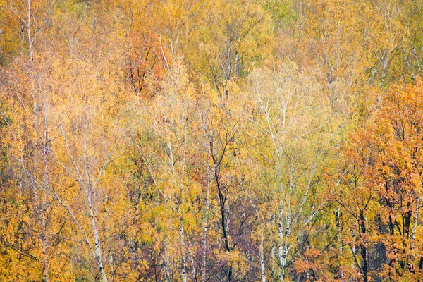 Birch in colorful autumn forest — Stock Photo, Image