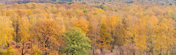 Fargerik høstskog – stockfoto