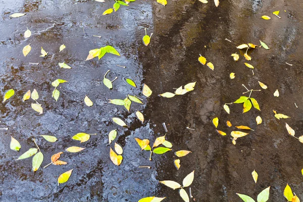 Giallo foglie cadute nella pozzanghera urbana pioggia — Foto Stock