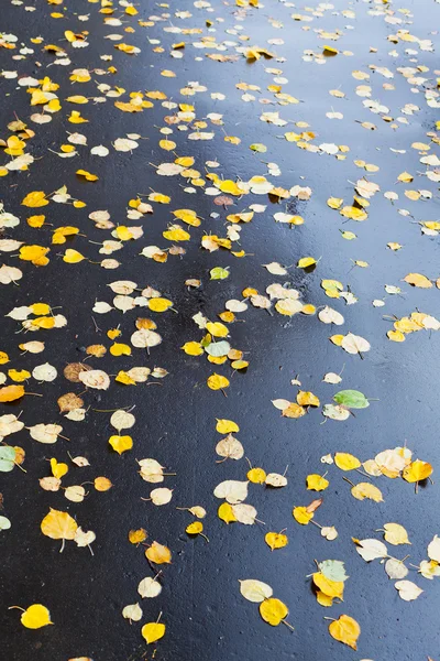 Many falled leaves on wet asphalt road — Stock Photo, Image