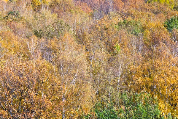 Sonbahar ormandaki sarı düşen ağaçlar — Stok fotoğraf