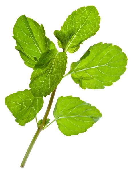 Green leaves of fresh peppermint — Stock Photo, Image