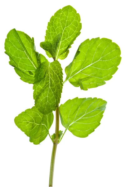 Green leaves of fresh mint — Stock Photo, Image