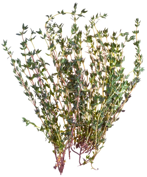 Fresh thyme isolated on white background — Stock Photo, Image