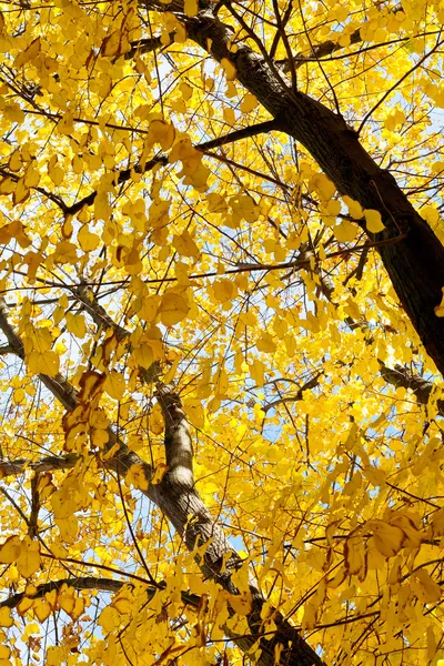 Yellow leaves on tree — Stock Photo, Image