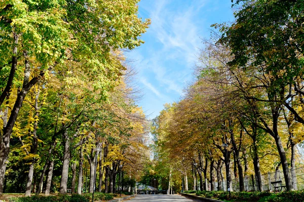 Árvores verdes amarelas do outono e céu azul no parque urbano — Fotografia de Stock