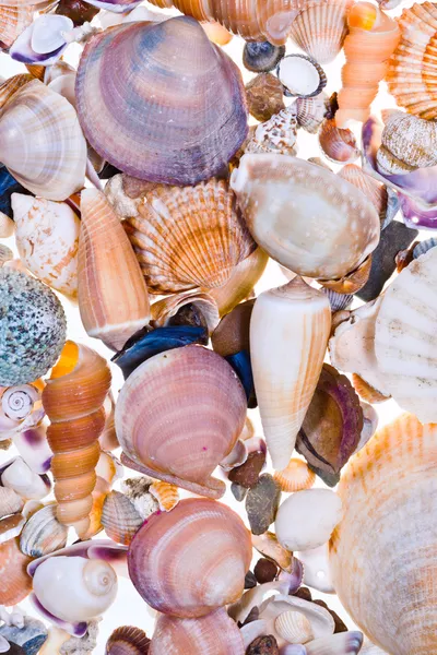 Many sea shells — Stock Photo, Image