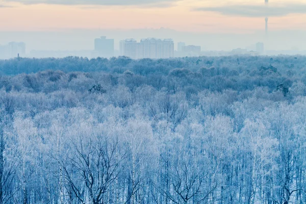 Blå soluppgång i mycket kall vinter tidigt på morgonen — Stockfoto