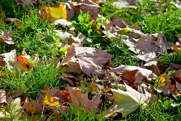 Herbstblätter im grünen Gras — Stockfoto