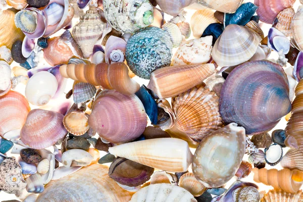 Many sea shells — Stock Photo, Image