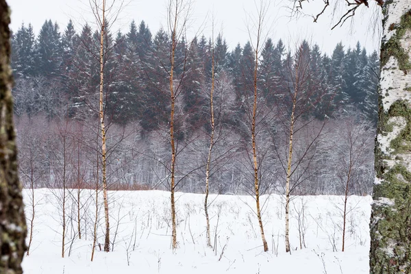 Березы на краю зимнего снежного леса — стоковое фото