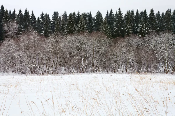 Margine abete rosso foresta in inverno — Foto Stock