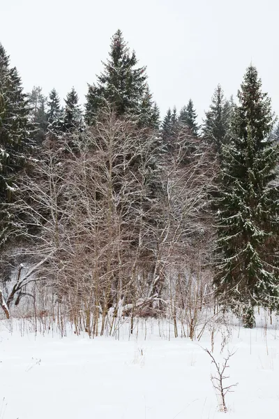 Borda de uma floresta de abeto no inverno — Fotografia de Stock