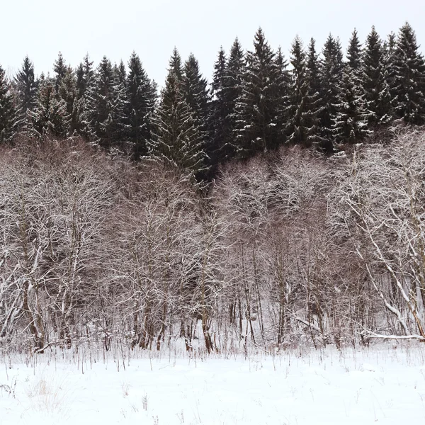 Borda de uma floresta de abeto no inverno — Fotografia de Stock