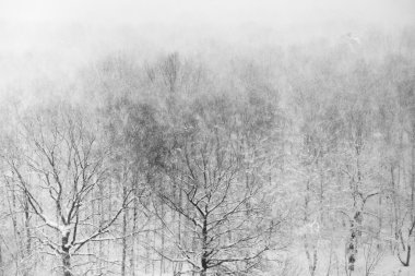 kar fırtınası içinde meşe ahşap