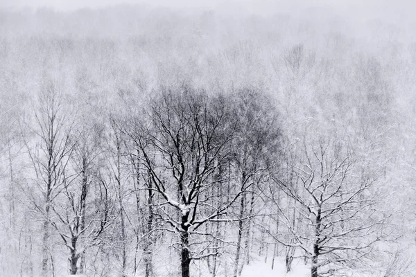 被雪封住的橡树林 — 图库照片