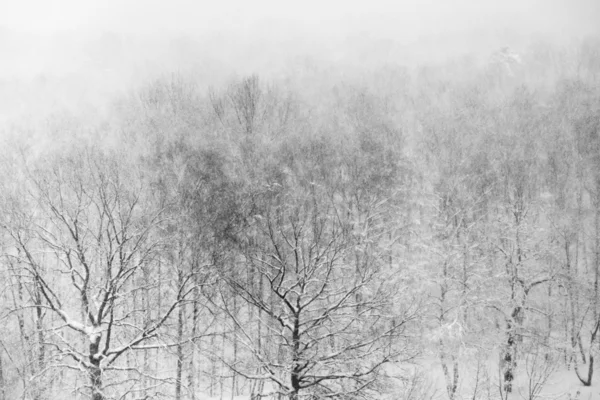 Madeira de carvalho na tempestade de neve — Fotografia de Stock