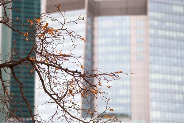 都市木の紅葉 — ストック写真