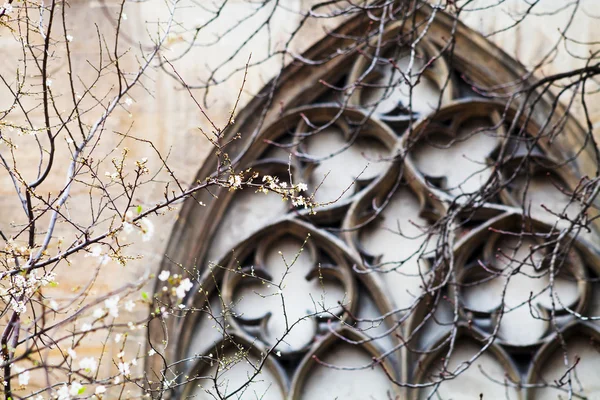Lente bloesem en middeleeuwse muur, Parijs — Stockfoto