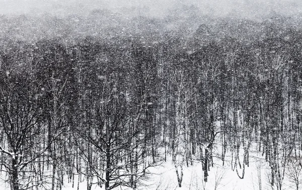 Sneeuw blizzard ander eikenbos — Stockfoto