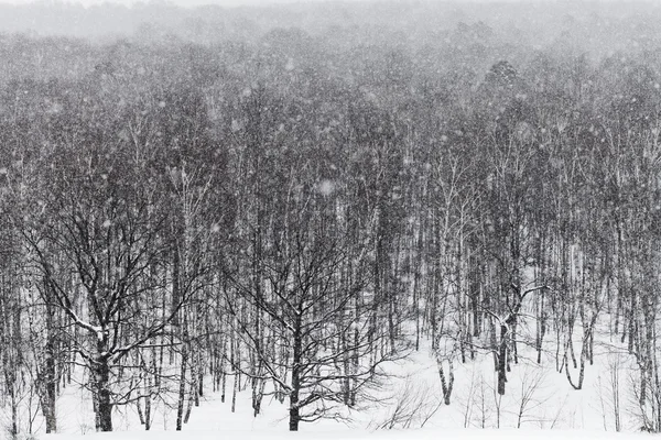 Sneeuwstorm onder eikenbos — Stockfoto