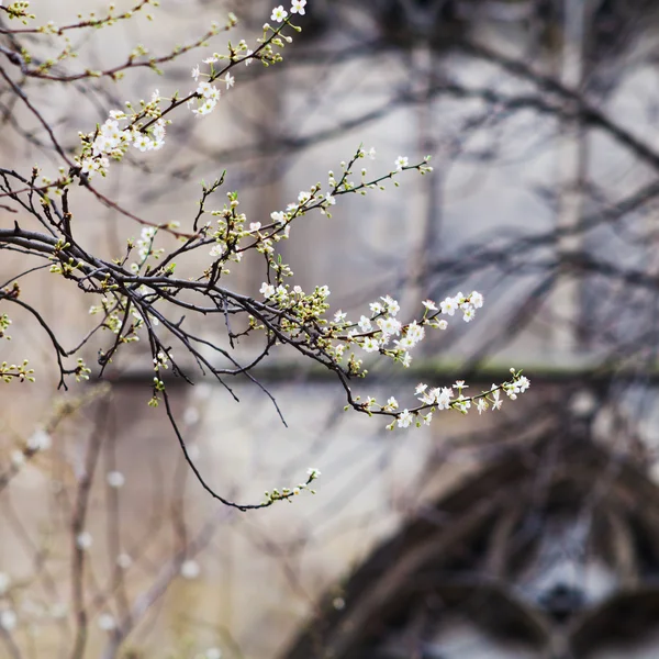 Spring blossom and medieval wall, Paris — Stock Photo, Image