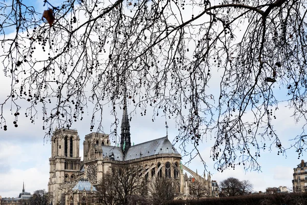 Ramo da árvore e Notre-Dame de Paris — Fotografia de Stock